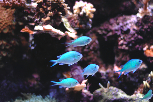 Beautiful picture of blue tropical fish.